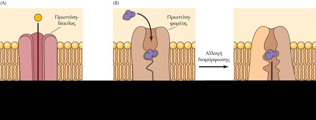 ΕΙΚΟΝΑ 2.28 Πρωτεΐνες-δίαυλοι και πρωτεΐνες-φορείς. (Α) Οι πρωτεΐνες-δίαυλοι σχηματίζουν πόρους, μέσω των οποίων μόρια κατάλληλου μεγέθους (π.χ. ιόντα) μπορούν να διαπερνούν τη μεμβράνη.