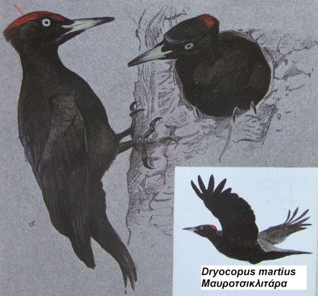 6. Μαυροτσικλητάρα Dryocopus martius Περιγραφή το μεγαλύτερο είδος της οικογένειας, μαύρος χρωματισμός, κόκκινο