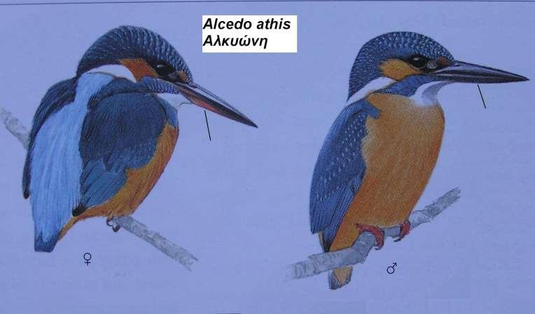 1. Αλκυόνη Alcedo atthis Περιγραφή πολύ μεγάλο κεφάλι, μακρύ και οξύληκτο ράμφος μήκους 3-4 εκ.