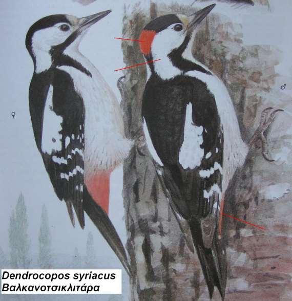 10. Βαλκανοτσικλητάρα Dendrocopos syriacus Περιγραφή μοιάζει με την παρδαλοτσικλητάρα, διακρίνεται από την έλλειψη μαύρης