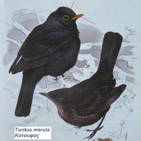 12. Κότσυφας Turdus merula Περιγραφή μαύρος χρωματισμός, πορτοκαλοκίτρινο ράμφος, κίτρινος οφθαλμικός δακτύλιος το θηλυκό είναι