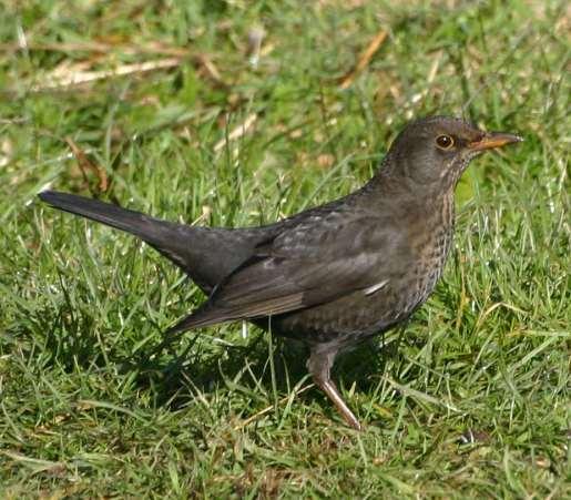 Turdus