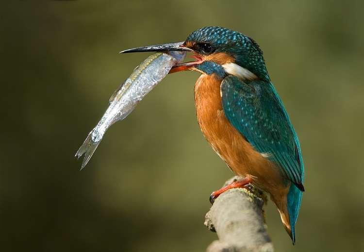 Alcedo