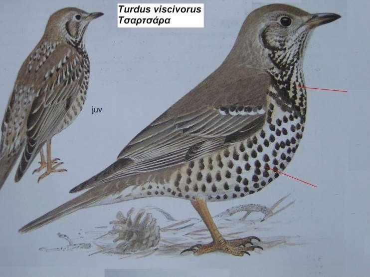 16. Τσαρτσάρα Turdus viscivorus Περιγραφή το μεγαλύτερο είδος της οικογένειας πάνω μέρος γκριζόφαιο, λευκωπά άκρα ουραίων φτερών,