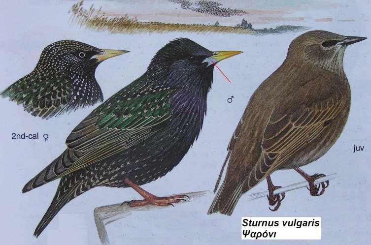 17. Ψαρόνι Sturnus vulgaris Περιγραφή φτέρωμα μαύρο ιριδίζον το καλοκαίρι, το χειμώνα με