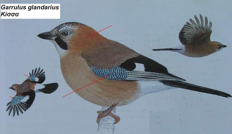 19. Κίσσα Garrulus glandarius Περιγραφή κεφάλι υπόλευκο με μαύρες ραβδώσεις και ανορθωμένα φτερά στην κορυφή, στήθος, κοιλιά καστανωπά, ράχη