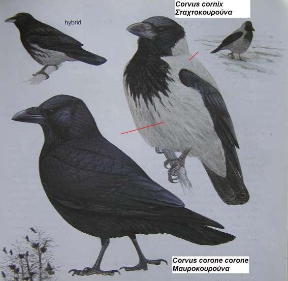 23. Σταχτοκουρούνα Corvus cornix 24.