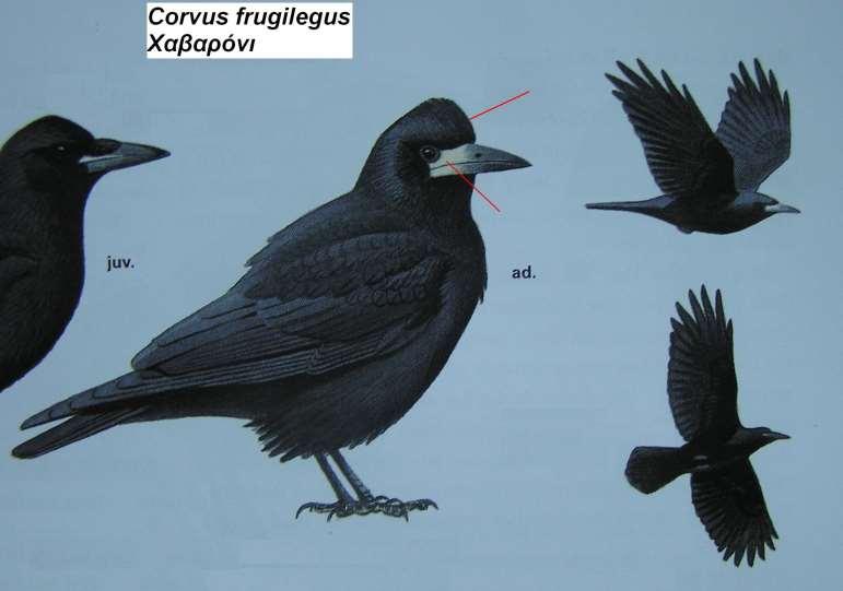 25. Χαβαρόνι Corvus frugilegus Περιγραφή μαύρο φτέρωμα με πορφυροειδή χροιά, μικρότερο κεφάλι, οξύληκτο