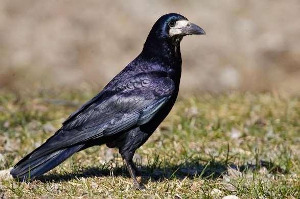 Corvus