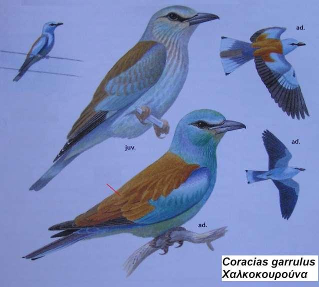 3. Χαλκοκουρούνα Coracias garrulus Περιγραφή ράχη καστανή, κεφάλι, λαιμός, στήθος και το κάτω μέρος ανοιχτό μπλε, φτερούγες μωβ μπροστά, καλυπτήρια ανοιχτό μπλε,