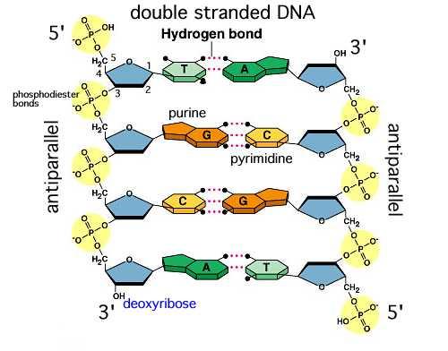Ανάµεσα στην αδενίνη και τη θυµίνη σχηµατίζονται 2 δεσµοί υδρογόνου, ενώ ανάµεσα στην κυτοσίνη και τη γουανίνη σχηµατίζονται 3 δεσµοί υδρογόνου (Stryer 1988). Σχήµα 1.