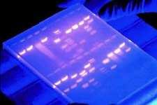 ΚΕΦΑΛΑΙΟ 2 Μέθοδοι ανίχνευσης των προϊόντων της PCR 2.