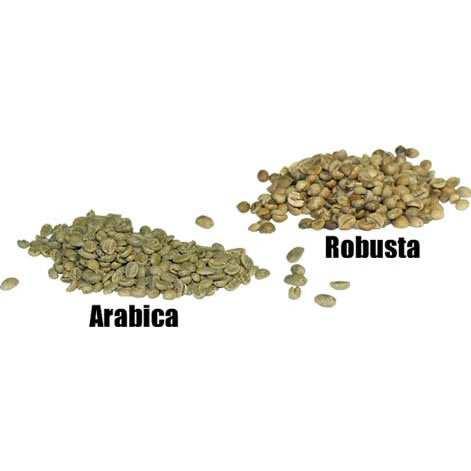 Εικόνα 8.2: Οι δύο κύριες εµπορικές ποικιλίες καφέ είναι η Coffea Arabica και η Coffea Robusta. αγορά και πλουσιότερος σε καφεΐνη.