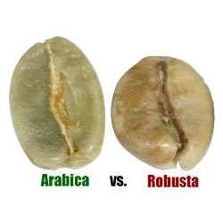 Παρά την περισσότερο ουδέτερη γεύση του σε σχέση µε την arabica, η ποικιλία robusta έχει αυξηµένη δηµοτικότητα, ιδιαίτερα στη µορφή του διαλυτού καφέ. Εικόνα 8.