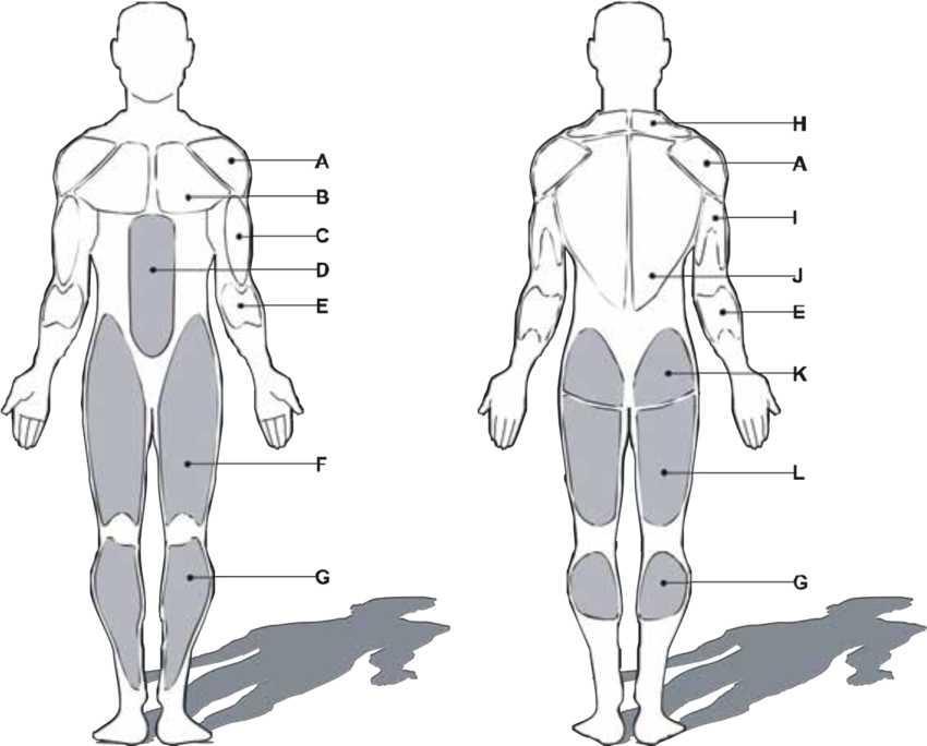 13. Κατανομή μυών ολόκληρου του σώματος.