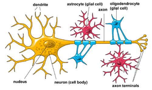 ένας τυπικός νευράξονας περιέχει πολύ περισσότερο κυτταρόπλασμα από το κυτταρικό σώμα, μέχρι και 1000 φορές.