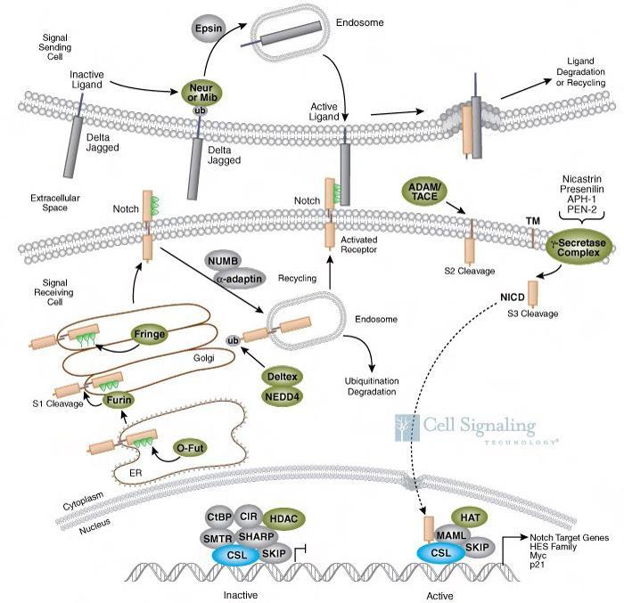 Η ενεργοποίηση του μονοπατιού έχει παρατηρηθεί στα γλοιώματα και στους εμβρυικούς όγκους του Κ.Ν.Σ. και πιστεύεται ότι η κυτταρική αυτή οδός είναι σημαντική για την διατήρηση των BTSCs.