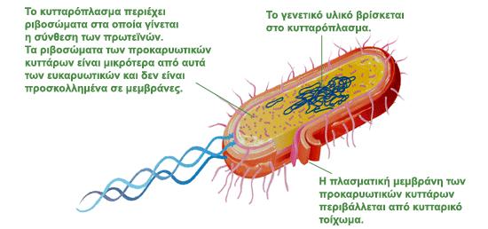 Μορφολογία - ανατομία κυττάρου βακτηρίων Κυτταρόπλασμα: κολλοειδές υδαρές σύστημα, αποτελείται από πρωτεΐνες, λίπη, υδατάνθρακες, άλατα, νουκλεϊκά οξέα και νερό. Περιέχει ένζυμα.