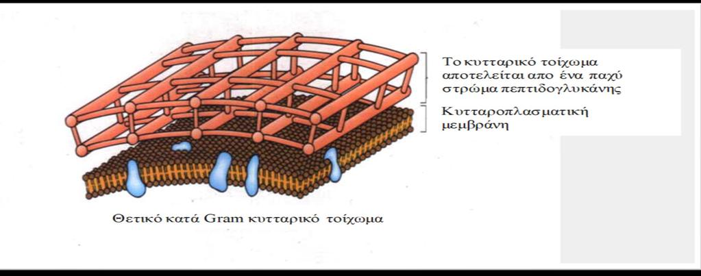 Το κυτταρικό τοίχωμα των θετικών κατά Gram βακτηρίων περιέχει ένα παχύ στρώμα πεπτιδογλυκάνης καθώς και δύο οξέα, το τειχοϊκό και το