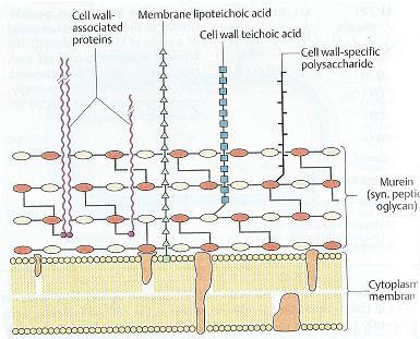 Το κυτταρικό τοίχωμα των Gram θετικών βακτηρίων: - Το στρώμα της πεπτιδογλυκάνης είναι πιο παχύ