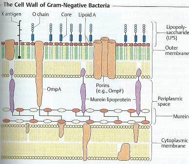 Το κυτταρικό τοίχωμα των Gram αρνητικών βακτηρίων: - Το στρώμα της πεπτιδογλυκάνης είναι λεπτό (2 nm) - Υπάρχει ο