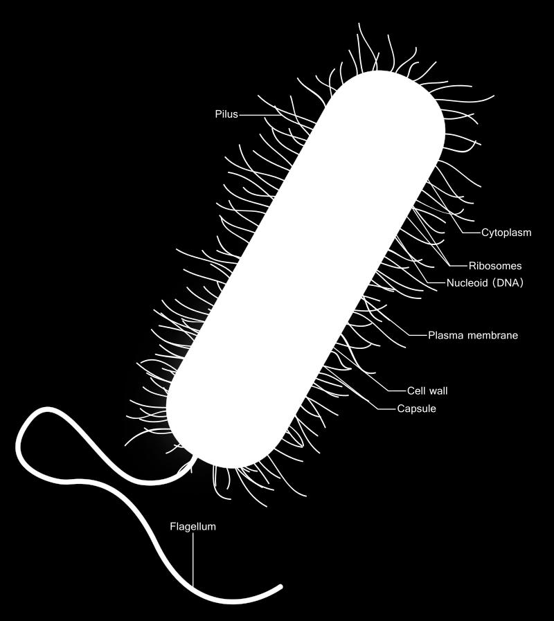 The outer red layer in this diagram is the capsule, which is distinct from the cell envelope.