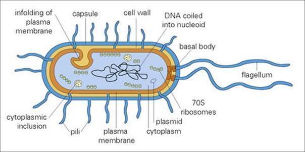 Ινίδια (pili, fimbriae) Τριχοειδείς σχηματισμοί μικρότεροι των βλεφαρίδων Βρίσκονται στην εξωτερική μεμβράνη του κυτταρικού τοιχώματος Σκοπό έχουν