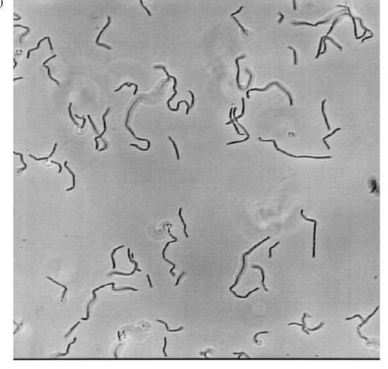 Bacillus cereus Brochothrix: Gram+ μη σπoρoγόvα ραβδία σχετίζovται στεvά με τα γέvη Lactobacillus και Listeria. Τα τυπικά κύτταρα είvαι ραβδία αλλά τα πιό γηρασμέvα είvαι κoκκoειδή.