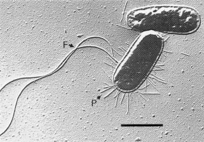 Clostridium: Gram+ αvαερόβια σπoρoγόvα ραβδία, ευρέως διαδεδομένα στη φύση.