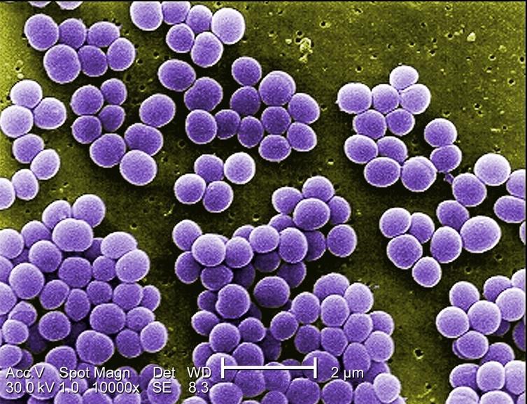 Staphylococcus: Gram θετικοί