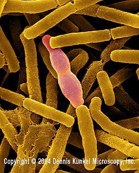 (Bacillus