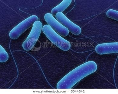 Βακτήρια που παρουσιάζουν ενδιαφέρον στη μικροβιολογία τροφίμων Gram (-) προαιρετικά αναερόβια βακτήρια