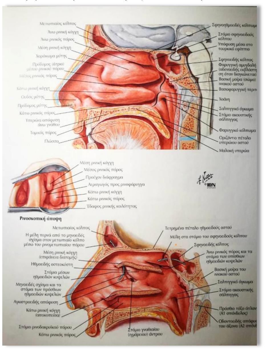 Β.3 Ρίνα - Παραρρίνιοι Κόλποι Β.3.1 Βασικές Αρχές Β.3.1.1 Ανατομία - Φυσιολογία Η ρίνα (μύτη) αποτελεί το όργανο όσφρησης και την είσοδο του ανώτερου αεραγωγού.