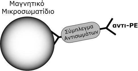 3.11 Απομόνωση CD8 κλώνων Οι ειδικοί CTL κλώνοι απομονώνονταν από το γενικότερο πληθυσμό της καλλιέργειας (Εικόνα 21Α) με μαγνητικό διαχωρισμό και στη συνέχεια καλλιεργούνταν υπό συνθήκες φθίνουσας