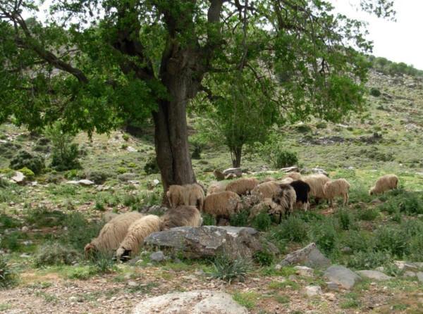 Οι όροι που χρησιμοποιούνται στη νομοθεσία για τα λιβάδια είναι χορτολιβαδικά εδάφη, μερικώς