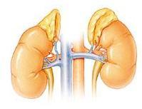 1.3. Nadledvična ţleza V telesu imamo dve nadledvični ţlezi; vsaka leţi na vrhu ene ledvice (slika 4). Notranji del ţleze (sredica ali medula) izloča hormone, kot je npr.