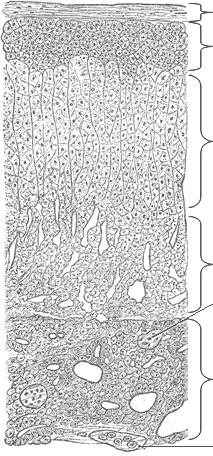 kapsula zona glomerulosa (klobčičasta plast) izloča mineralokortikoide, aldosteron zona fasciculata (snopičasta plast) izloča glukokortikoide, kortizol zona reticularis (mreţasta plast) izloča