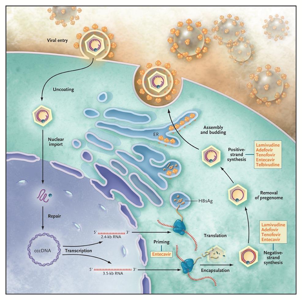Značilnosti virusnih okužb virusi se razmnožujejo v telesnih celicah za svoje razmnoževanje