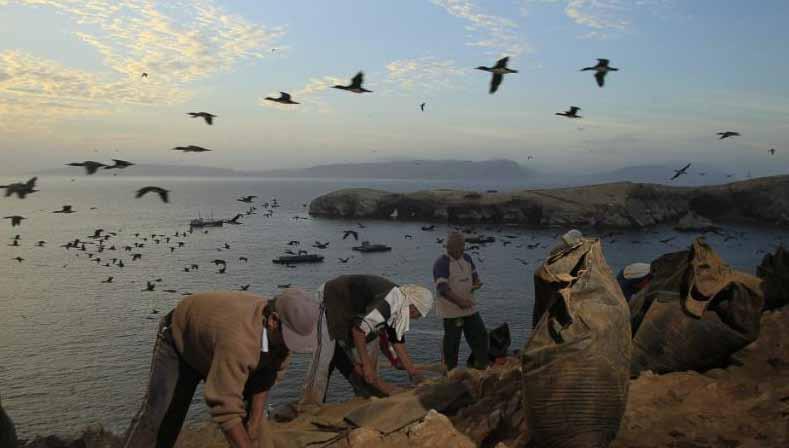 Το ιστορικό των «πουλιών γκουανό» Τα λεγόμενα «πουλιά γκουανό» είναι εκείνα τα θαλασσοπούλια που ζουν στην εξαιρετικά παραγωγική θαλάσσια περιοχή που επηρεάζεται από το ρεύμα Humboldt, από το Περού