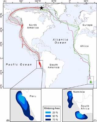 Ορισμένοι Αρτέμηδες και άλλα θαλασσοπούλια μεταναστεύουν επίσης από τις περιοχές αναπαραγωγής τους σε εύκρατες και υποπολικές περιοχές του Βόρειου Ημισφαιρίου μέχρι τους τόπους διαχείμασης
