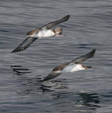 Αρτέμηδες, Μύχοι και Υδροβάτες (Procellariiformes) J.M. Arcos Δεν υπάρχουν Άλμπατρος, τα πιο εμβληματικά πουλιά αυτής της ομάδας, στη Μεσόγειο.