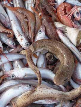 Αλιευτική ταπείνωση του τροφικού πλέγματος Η τροφική αλυσίδα αποτελεί μια έννοια για να παρουσιάσει τις αμέτρητες τροφικές διασυνδέσεις μεταξύ των οργανισμών σε μια οικολογική κοινότητα (ή ομάδα