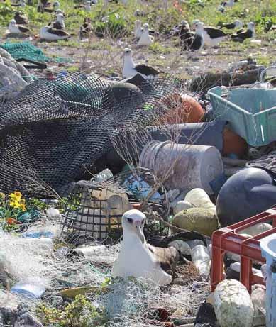 αλλά επηρεάζει και άλλα είδη και περιοχές, συμπεριλαμβανομένης της Μεσογείου.