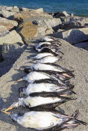 Η αυξανόμενη χρήση των απορρίψεων έχει αυξήσει την τάση των πουλιών να ακολουθούν τα αλιευτικά σκάφη και αυτό συχνά προκαλεί τυχαίες συλλήψεις που ούτε οι αλιείς επιθυμούν.