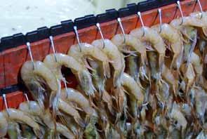 Παραγάδι βυθού Το παραγάδι βυθού στη Μεσόγειο χρησιμοποιείται συνήθως για αλιεία μικρής ή μεσαίας κλίμακας.
