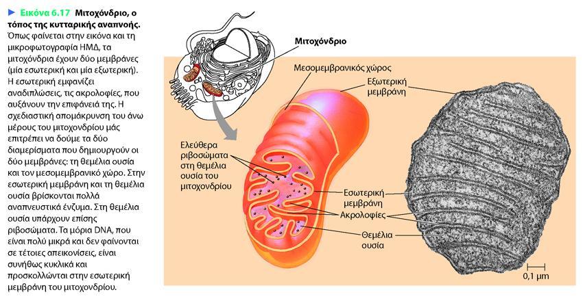 CAMPBELL REECE, ΒΙΟΛΟΓΙΑ ΤΟΜΟΣ Ι, ΠΕΚ 2010 Επιτελείται η κυτταρική αναπνοή, με τη βοήθεια του οξυγόνου μετατρέπεται η ενέργεια των σακχάρων,