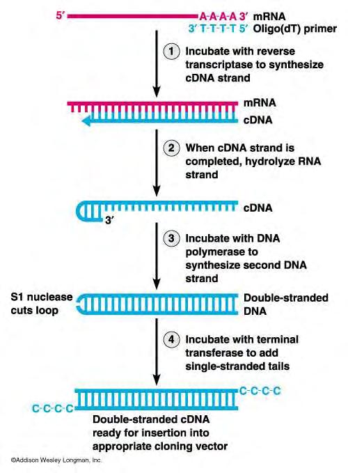 Εικόνα 7: Τμηματική αναπαράσταση cdna σύνθεσης. 3.5 ΜΕΛΕΤΗ ΤΗΣ ΕΚΦΡΑΣΗΣ ΤΟΥ ΓΟΝΙΔΙΟΥ HESP1 Μετά τη σύνθεση του cdna από τα δείγματά μας ακολούθησε μελέτη της έκφρασης του γονιδίου σε αυτά.