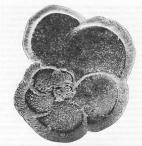 Globorotalia menardii θερμών υδϊτων (τροπικό) εύδοσ το οπούο βρύςκεται μόνον κοντϊ ςτον ιςημερινό κατϊ τη διϊρκεια