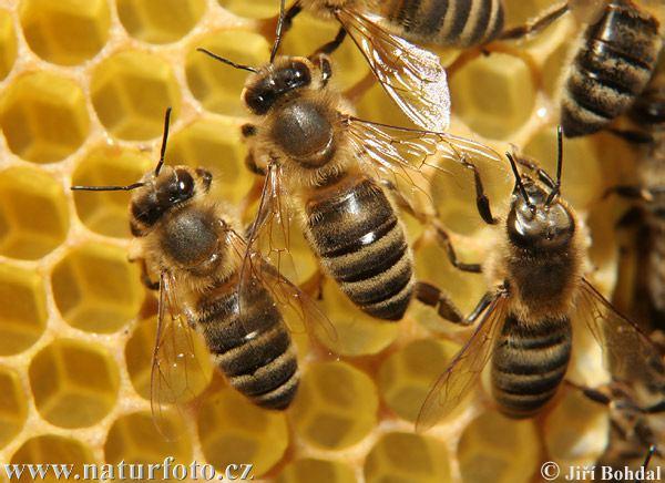 PRIRODNI VOSKOVI (CERA) Pčelinji vosak (Cera flava i Cera alba)