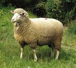PRIRODNI VOSKOVI (CERA) Lanolin (Cera lanae) Prečišćeni vosak dobijen sa vune